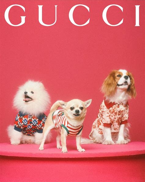 gucci bikini for dogs|gucci dog collection.